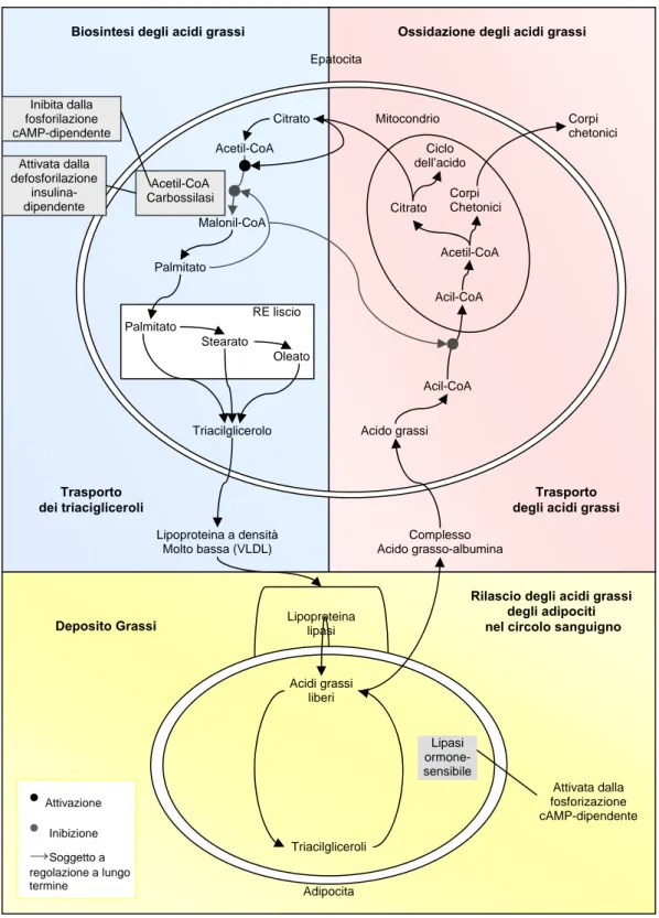 Figura 6. Siti di regolazione del metabolismo degli acidi grassi. 