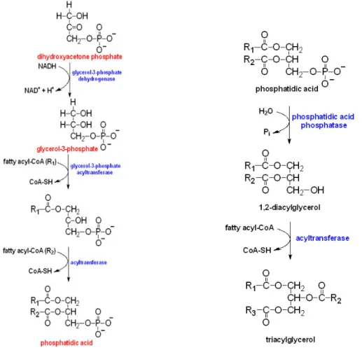 Figura 7. Schema della sintesi dei trigliceridi 