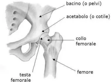 Figura 1.1: Anatomia dell’anca