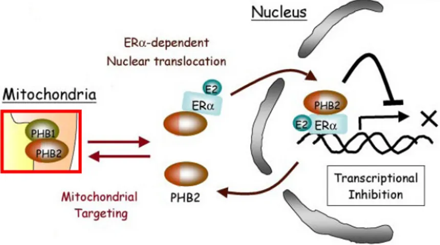 Fig. 1.10: in presenza di ERα e di E2, la PHB2 mitocondriale trasloca nel 