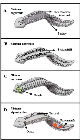 Fig.  1.1:  anatomia  di  planaria  (Sanchez  A  et  al.,  2004):  sistema  digerente 