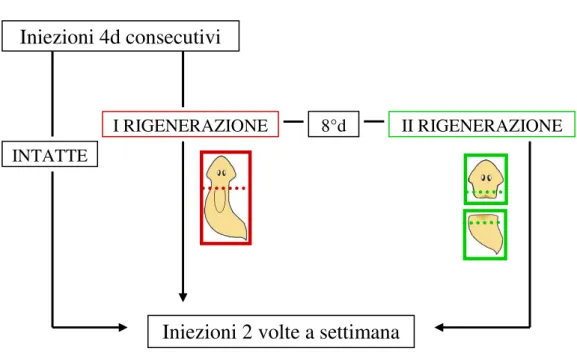 Figura  3.1:  schema  del  protocollo  di  iniezione  (partenza:  “Iniezioni  4d  consecutivi”) 