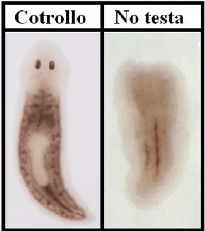 Fig. 4.9: analisi dell’espressione del gene DjMCM2 mediante esperimenti di  ibridazioni  in  situ  whole  mount  in  animali  di  controllo  e  trattati  con  dsDjPHB2  45  giorni  dopo  la  prima  iniezione:  a  sinistra  planaria  di  controllo  iniettat