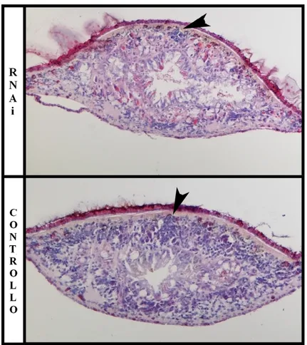 Fig.  4.10:  preparato  istologico,  colorato  con  ematossilina  ed  eosina,  di  sezioni trasversali a livello dell’intestino; le frecce indicano i “clusters” di  neoblasti  localizzati  lungo  la  linea  mediana  dorsale  del  corpo  di  animali  tratta