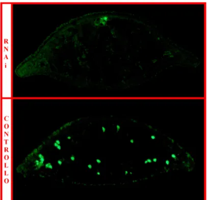 Fig.  4.12:  immunolocalizzazione  con  anticorpi  anti-istone  H3  in  planarie  intatte  di  controllo  e  trattate  con  dsDjPHB2  a  35  giorni  dalla  prima  iniezione