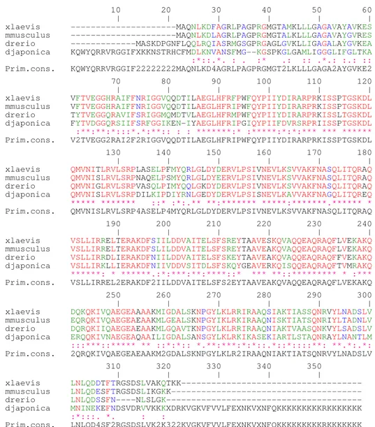 Fig.  4.3:  multiallineamento  delle  sequenze  amminoacidiche  della  proteina  PHB2  di  Xenopus  laevis,  Mus  musculus  e  Danio  rerio  contro  la  sequenza  amminoacidica  putativa  di  DjPHB2