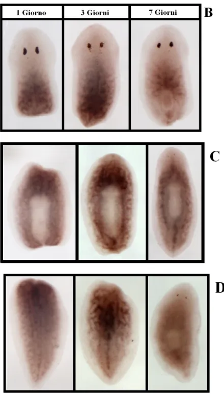 Fig. 4.5: analisi dell’espressione del gene DjPHB2 mediante esperimenti di  ibridazioni in situ whole mount in animali in rigenerazione (1, 3 e 7 giorni  dal  taglio):  espressione  di  DjPHB2  in  rigenerazione  posteriore  (B),  bidirezionale (C) e anter