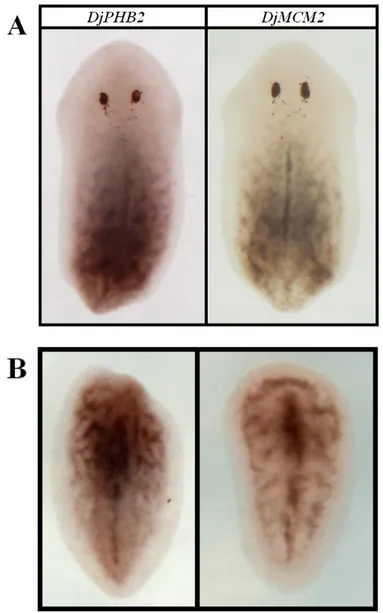 Fig. 4.6: analisi dell’espressione del gene DjPHB2 mediante esperimenti di  ibridazioni  in  situ  whole  mount  in  animali  in  rigenerazione  (3  giorni  dal  taglio):  espressione  DjPHB2  e  DjMCM2  in  rigeneranti  posteriori  (A)  e  in  rigeneranti
