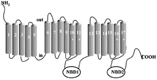 Fig. 1.7.  A topology model of MRP1. The trans membrane helices labeled with a star are  involved in substrate recognition 