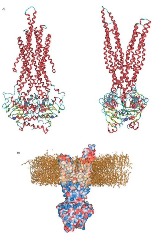 Figure 1.9.. Homology model ofP-gp. A) Face views (front and side); the protein backbone  is colored by the secondary structure; the ADP molecules and Na ions are presented in space  filled form and colored according to the atom types (C: gray; O: red; N: 