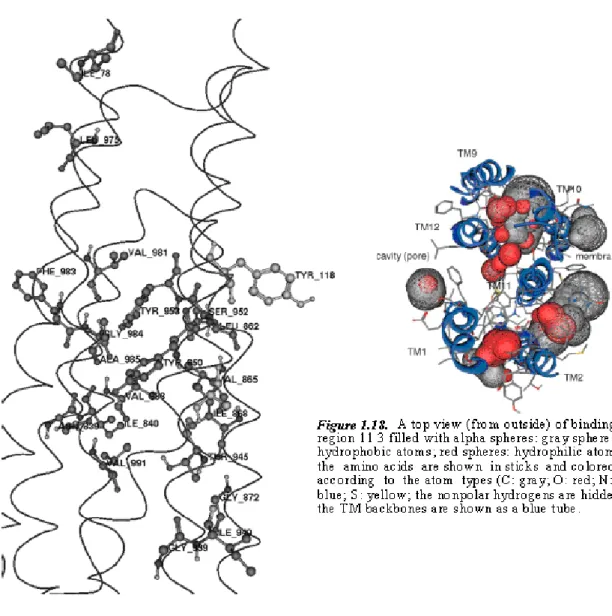 Figure  1.18.  Binding  region  3  with  labeled  amino  acids  shown  in  experimental  studies  to  affect the transport function of P-gp; the orientation ofthe helices corresponds to Figure 5B;  the residues are presented as balls and sticks (the nonpol