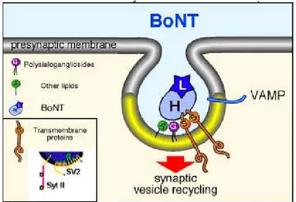 Fig. 5: . Rappresentazione schematica del meccanismo di entrata  delle  BoNT  nella  terminazione  presinaptica