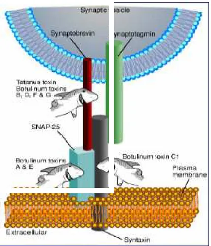 Fig. 6:  Complesso SNARE formato da SNAP-25, VAMP e sintaxina. 