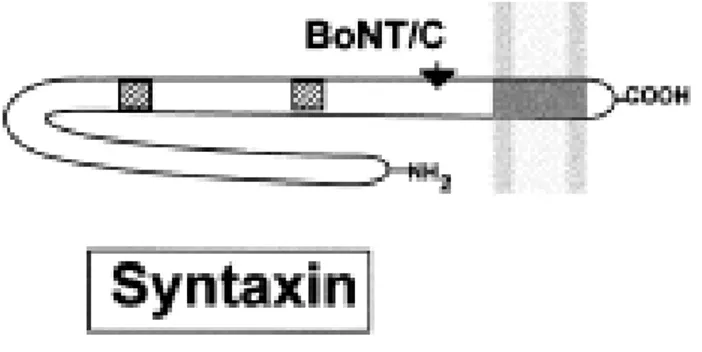 Fig.  7:  Struttura  schematica  della  sintaxina.  La  sintaxina  è  inserita  nella  membrana  plasmatica  ed  è  per    la  maggior  parte  esposta  nel  citosol