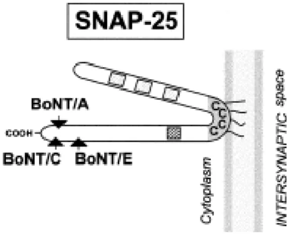 Fig.  8:  Struttura  schematica  della  SNAP-25.  La  freccie  indicano  i  siti  di  taglio  di  BoNT/A e BoNT/E  mentre i quattro piccoli quadrati irappresentano i motivi  S1, S2, S3  e S4 