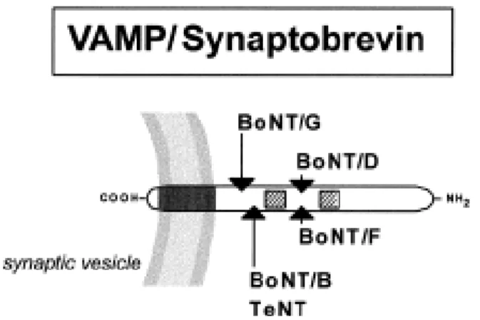 Fig.  9:  Struttura  schematica  di  VAMP.  VAMP  ha  una  piccola  coda  C-terminale  all’interno  del  lume  vescicolare,  un  dominio  transmembrana  e  un  segmento  citosolico di 60 residui, la cui terminazione N-terminale è ricca di residui di prolin