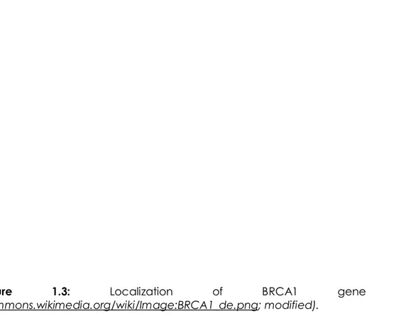 Figure  1.3:  Localization  of  BRCA1  gene  (from 