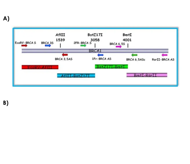 Figure 3.5: A) BRCA1 cloning strategy B) LAW34-BRCA1 vector. 