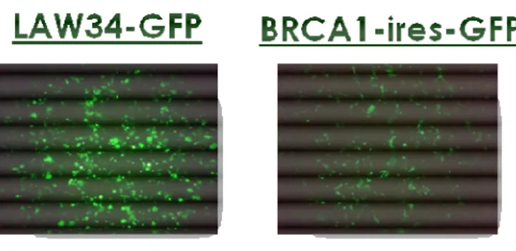 Figure 4.12: Quantification of GFP expression by FACS analysis. Due to the bicistronic  nature of BRCA1-IRES-GFP vector, percentage of cells transduced with this vector is  lower compared to cells transduced withLAW34-GFP