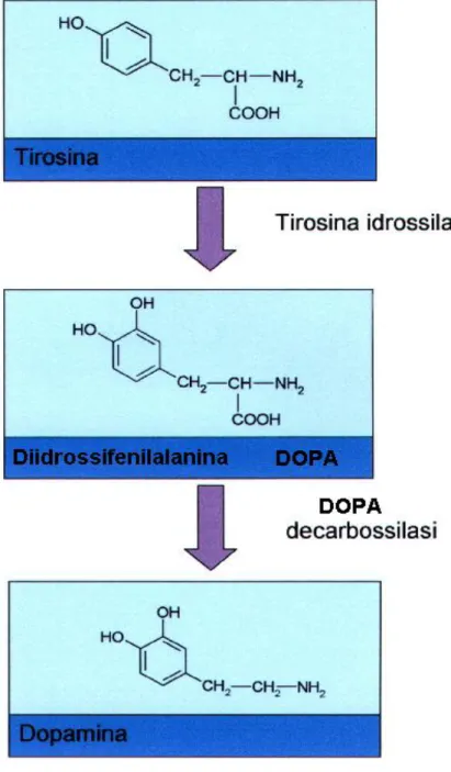 figura 1: sintesi della dopamina.