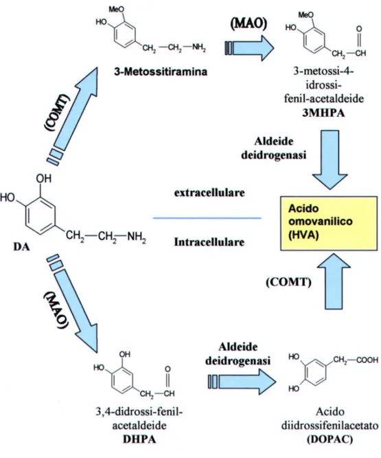 figura 2: catabolismo della dopamina.