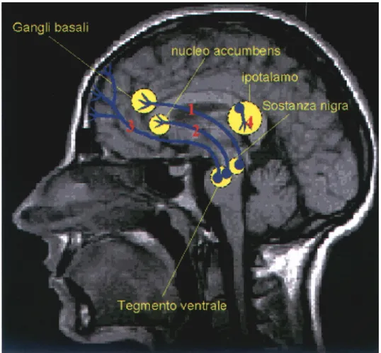 Figura 3: Vie dopaminergiche. 1) Via nigrostriatale. 2)  Via   mesolimbica . 