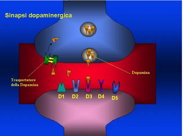 Figura 5: Sinapsi dopaminergica