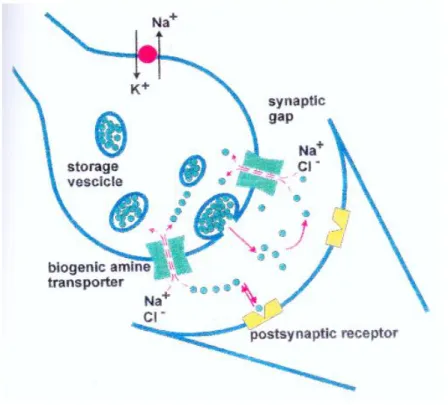 figura 6 : Sinapsi delle amine biogene e gradienti elettrochimici