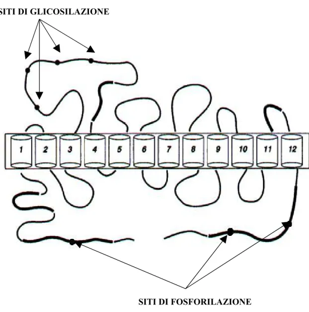 figura 7: Rappresentazione schematica del trasportatore della dopamina