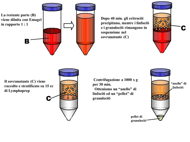 Fig. 8 Separazione dei linfociti