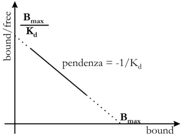 Fig. 10   Scatchard plot.
