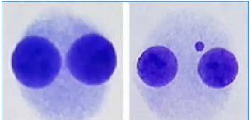Fig.  3.  Cellule  binucleate  sane  (foto  a  sinistra) e con un micronucleo (a destra)