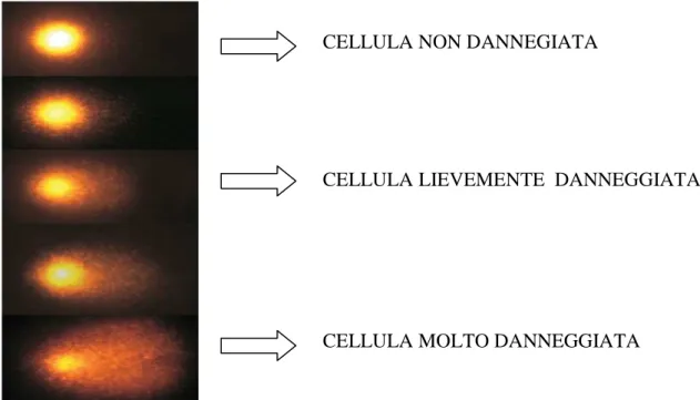 Fig. 4. Cellule a diversi livelli di danno: a) cellula integra; b) cellula molto lievemente danneggiata; c) cellula 