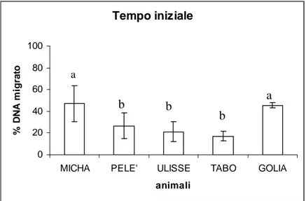 Fig. 8. Grado di frammentazione del DNA nei leucociti isolati dal sangue dei cinque individui utilizzati per  la sperimentazione