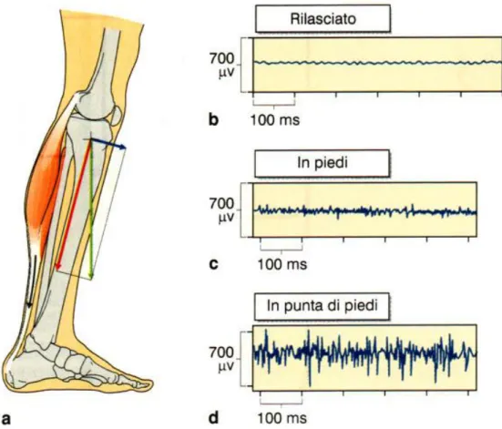 Fig.  3 - Lavoro dei muscoli posturali.  a,  la  componente tangenziale  (freccia  blu)  della  forza  di gravità  (freccia  verde)  promuove  la  rotazione  della  tibia  attorno  alla  caviglia