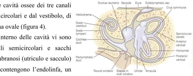 Fig  4:  Rappresentazione  schematica  del  labirinto  osseo  dell’orecchio interno dove è possibile osservare la disposizione dei  tre canali semicircolari, dell’utriculo e del sacculo