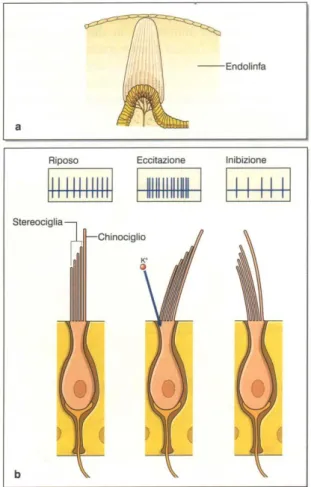Figura  6:  a,  L’endolinfa  si  muove  in  relazione  alla  testa  provocando  la  deflessione  delle  creste  ampollari