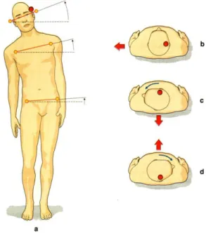 Figura  10:  Effetti  della  stimolazione  elettrica  del  labirinto  sulla  postura.  a,  Posizione  assunta  a  seguito  della  stimolazione  (catodo sul lato  marcato dal pallino  rosso)