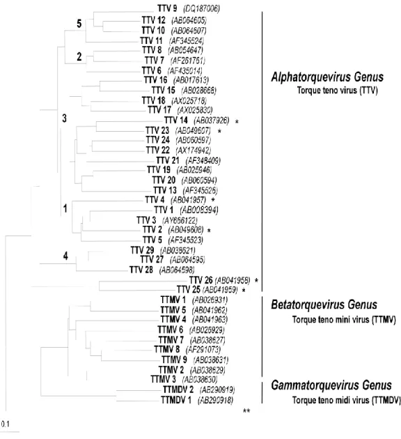 Fig 1 Analisi filogenetica degli Anellovirus dell’uomo. 