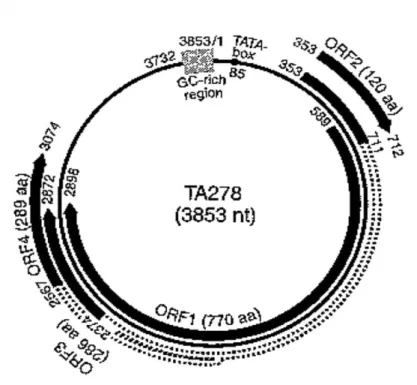 Fig.  2  Struttura  del  genoma  di  un  isolato  rappresentativo  di  TTV  (Okamoto,  2009) 