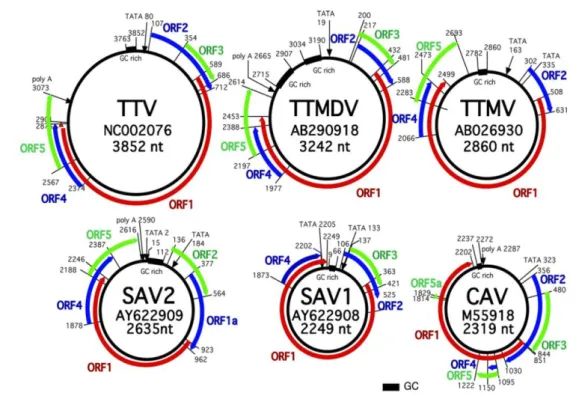 Fig. 3 Organizzazione e dimensioni dei genomi virali di isolati rappresentativi dei  vari  generi  degli  anellovirus  umani  confrontati  con  CAV  (Davidson  e  Shulman,  2008)  