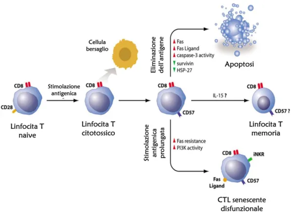 Fig.  5  Attivazione  e  differenziamento  di  un  linfocita  T  CD8+  durante  una  infezione  acuta  autolimitante  e  in  seguito  a  stimolazione  cronica  da  infezione  persistente