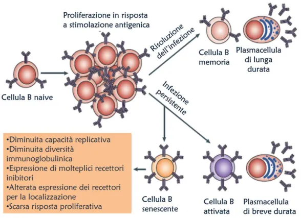 Fig.  7  Senescenza  di  cellule  B  indotta  da  infezione  persistente  e  continua  replicazione virale (Moir e Fauci, 2009)