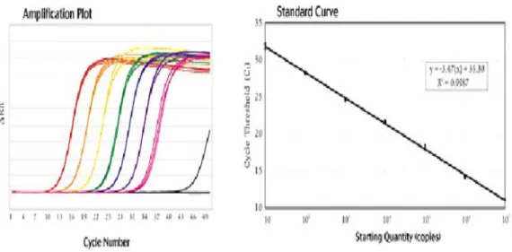 Fig. 2 Esempio di curva di amplificazione di PCR-Real Time e curva standard. 