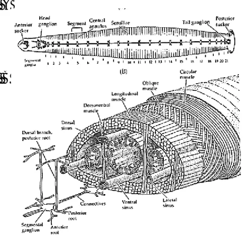 Fig. 2: Anatomia della sanguisuga Hirudo medicinalis. A: Segmentazione 