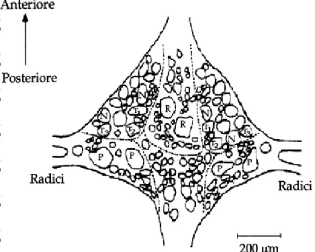 Fig. 3: Schema del lato ventrale di un ganglio segmentale. Sono evidenti 