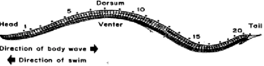 Fig. 4: Movimenti ondulatori di tipo sinusoidale che si verificano  durante il nuoto .