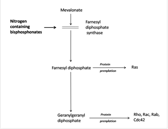 Figura   1.6.   Schema   che   evidenzia   l’azione   degli   amino-bifosfonati   sulla   via   del  mevalonato.