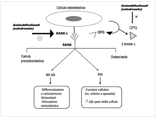 Figura 1.9. Schema che evidenzia le azioni dello zoledronato nell’inibire il legame  RANK-RANKligando e nell’attivare la produzione di osteoprogeterina (OPG).