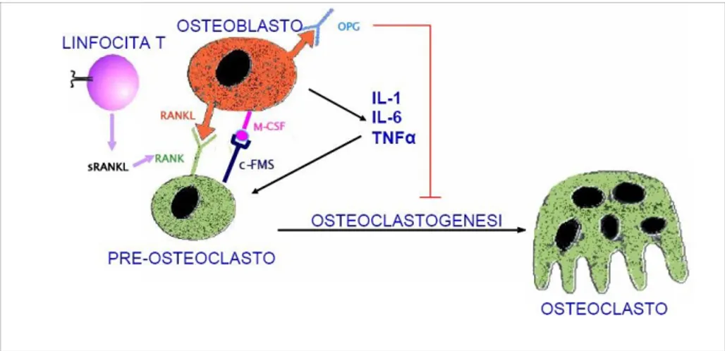 Figura   1.10.   Immagine   che   mostra   l’effetto   del   legame   RANK-RANKligando  sull’osteoclastogenesi.